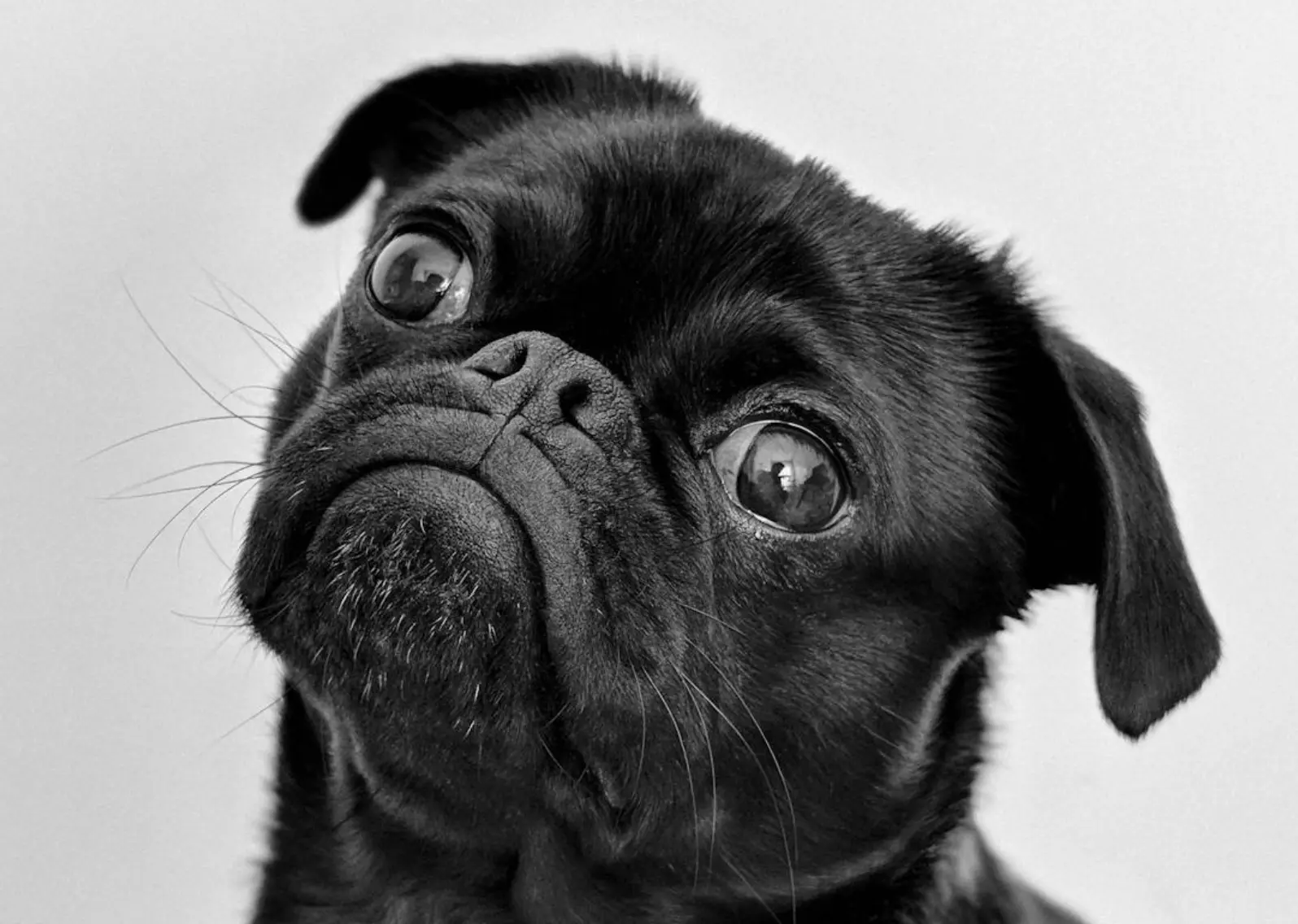 Adorable pug portrait in black and white