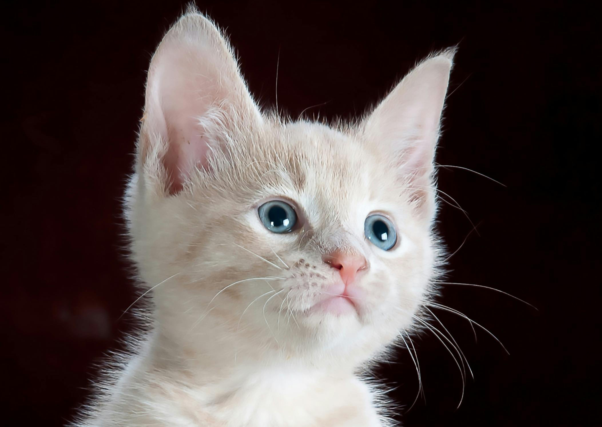 Adorable cream kitten with bright blue eyes representing pet insurance coverage
